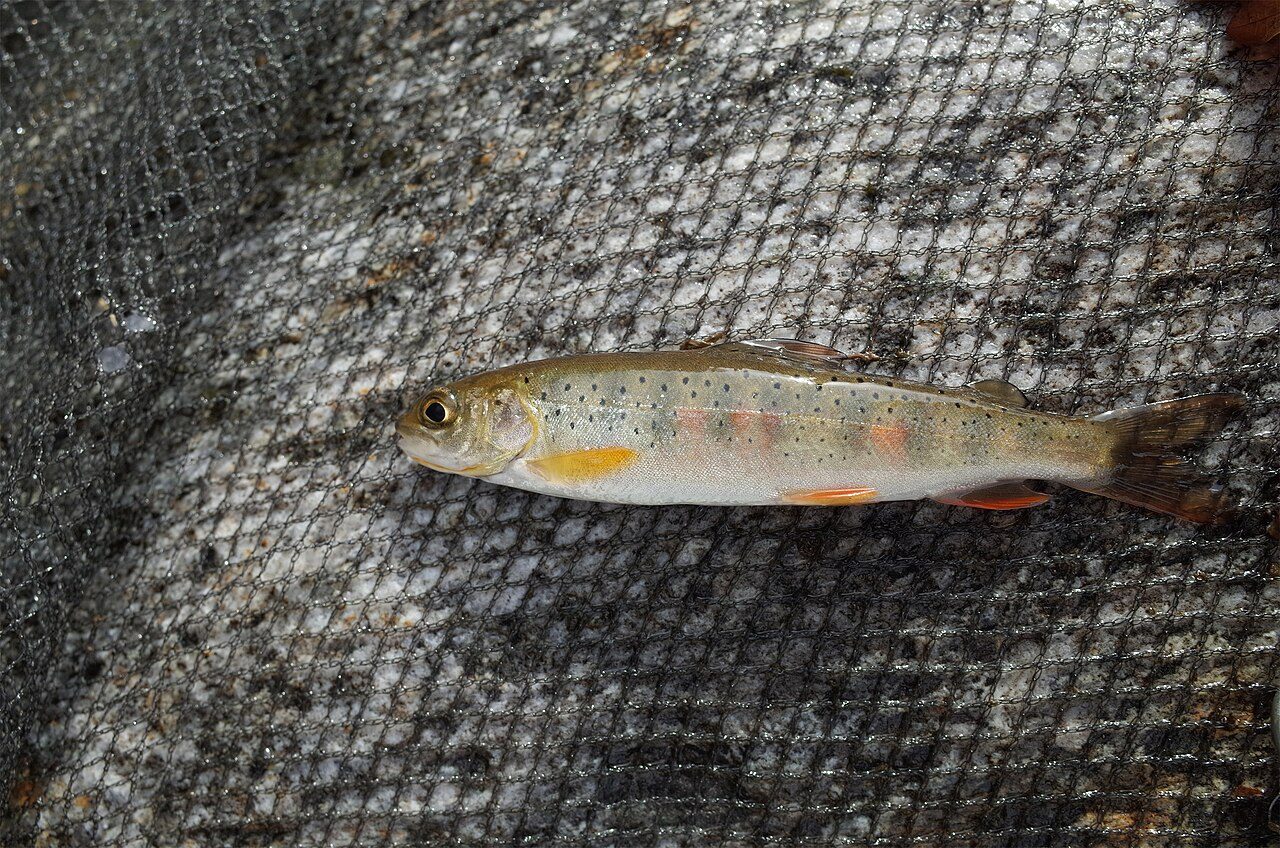 Lenok: the spotted trout of Mongolian rivers