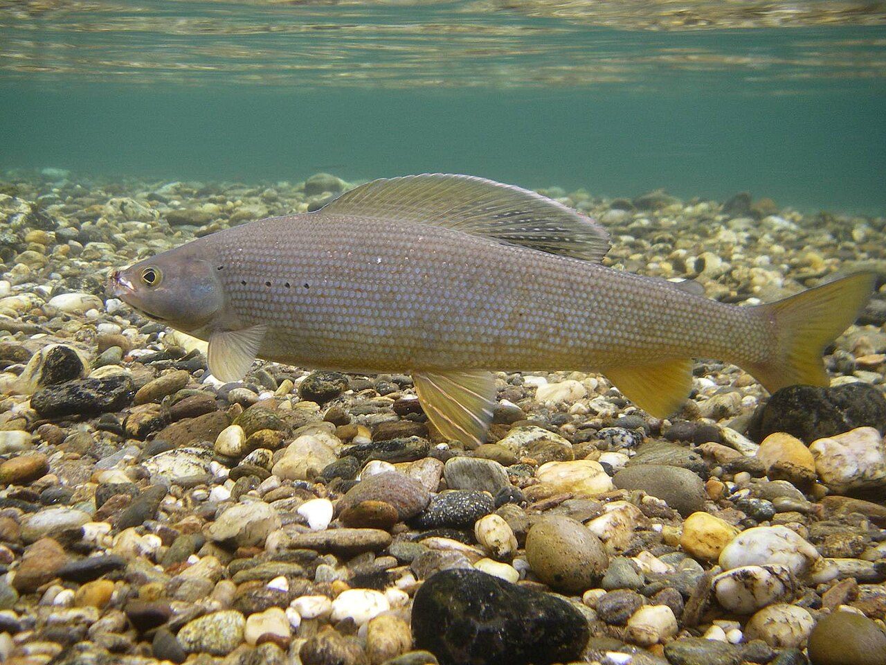 Three graylings of Mongolia and where to catch them