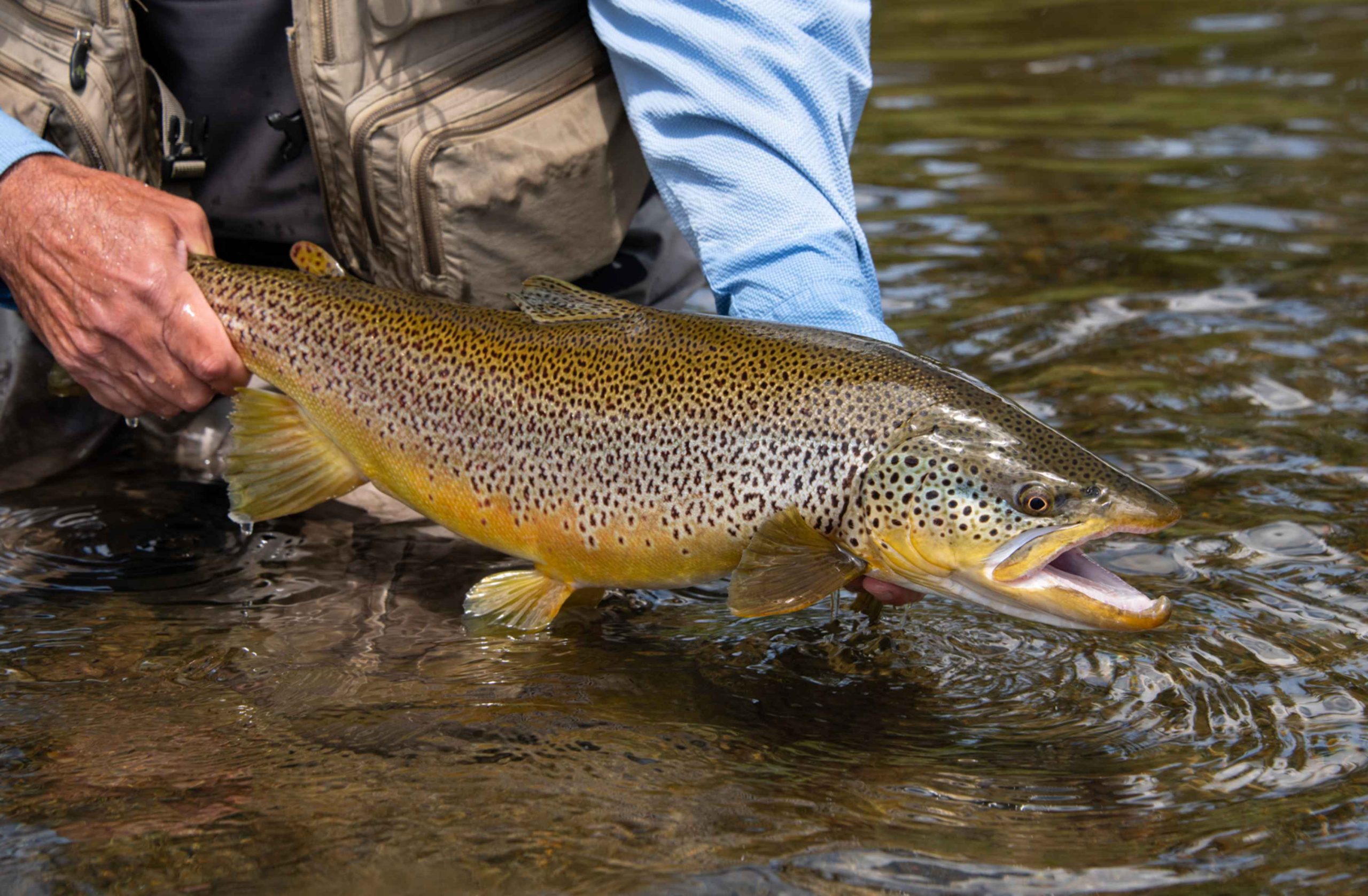 Brown Trout – The Iconic Game Fish of Mongolia’s Waters